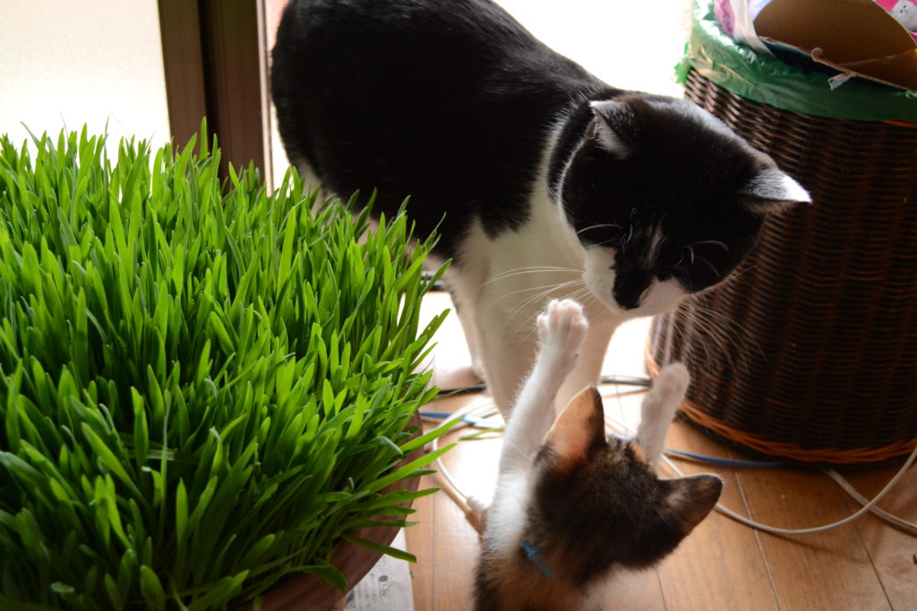 NPDO:ネコプロダクトドットオンライン